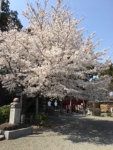 亀が池八幡宮の桜