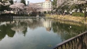 鹿沼公園の桜